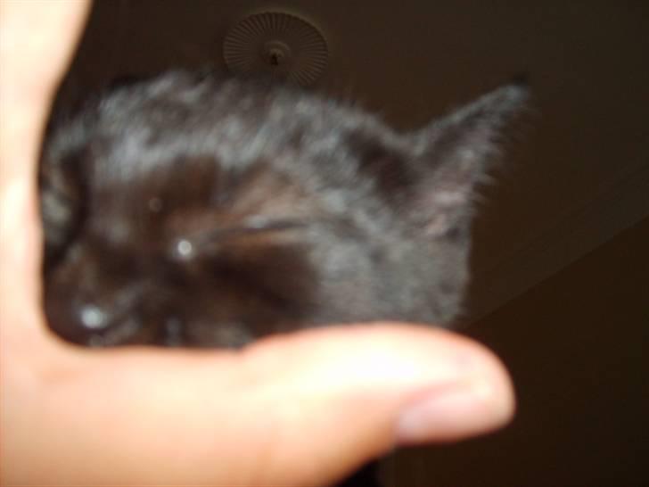 Huskat simba - simba søger tryghed billede 14