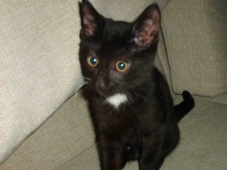 Huskat simba billede 15