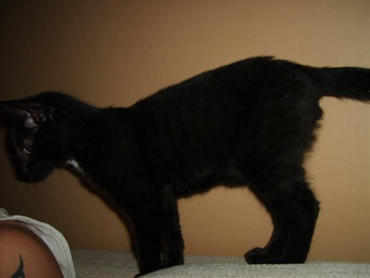 Huskat simba - heeeey hvad laver du billede 16