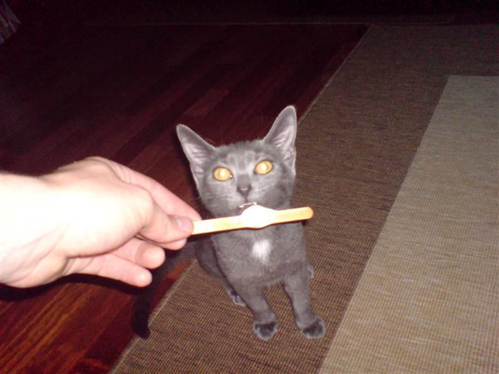 Huskat Fergie  billede 1