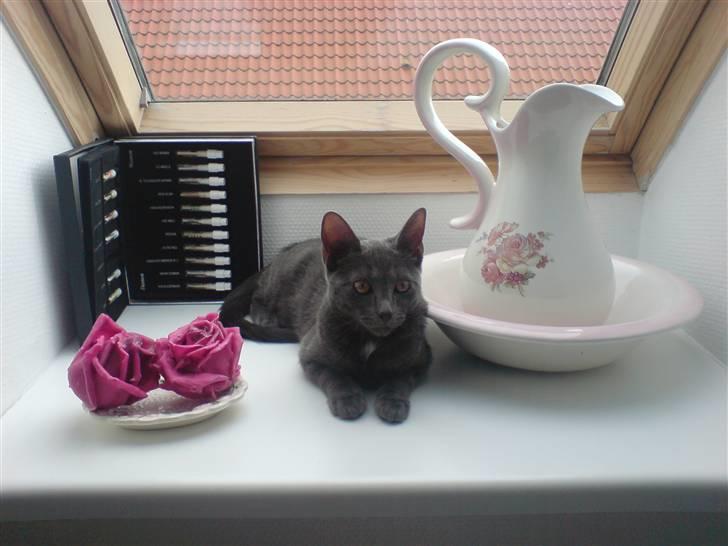 Huskat Fergie  billede 2