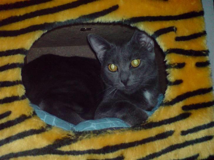 Huskat Fergie  billede 3