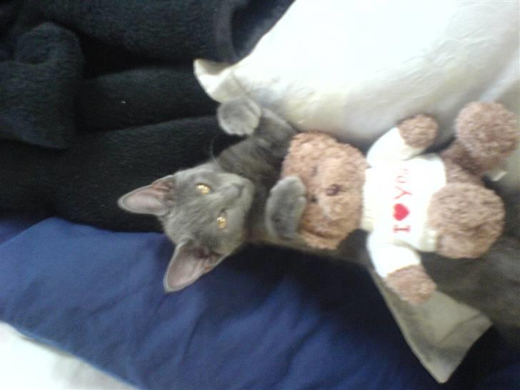 Huskat Fergie  billede 5