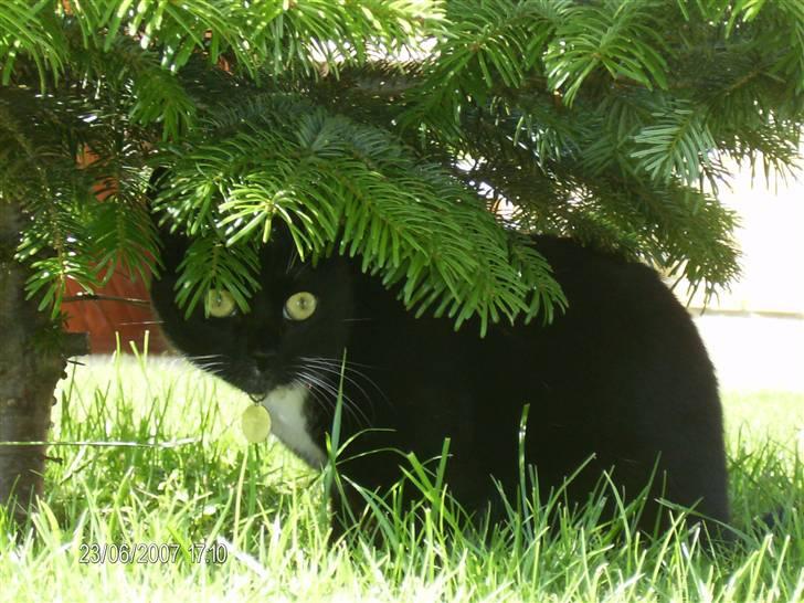 Blanding af racer Oliver<3 billede 12