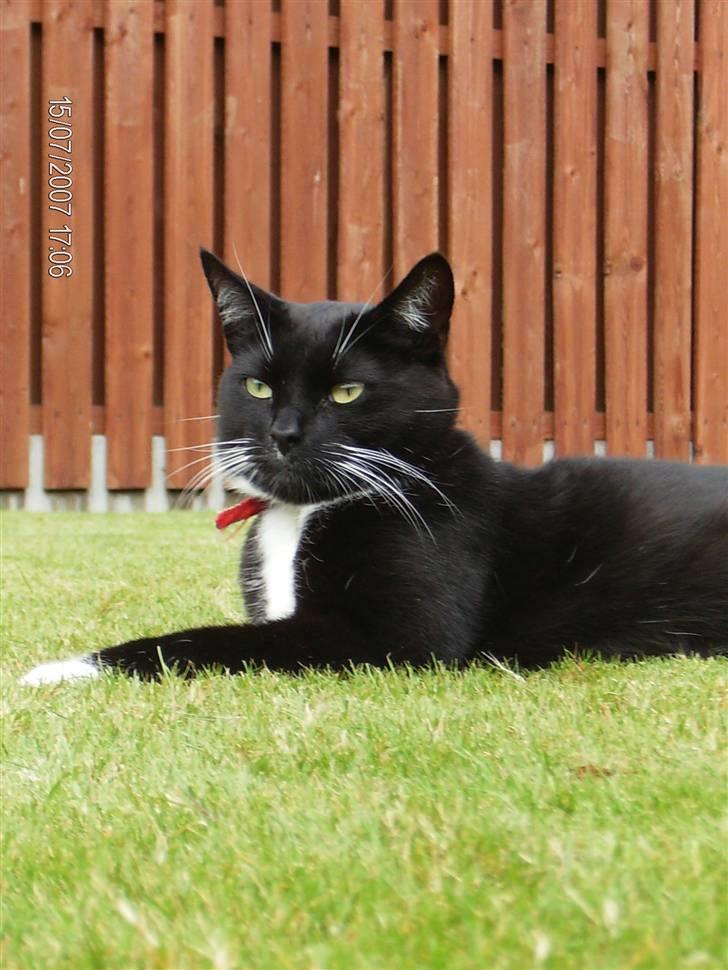 Blanding af racer Oliver<3 billede 13