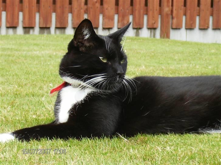 Blanding af racer Oliver<3 billede 14