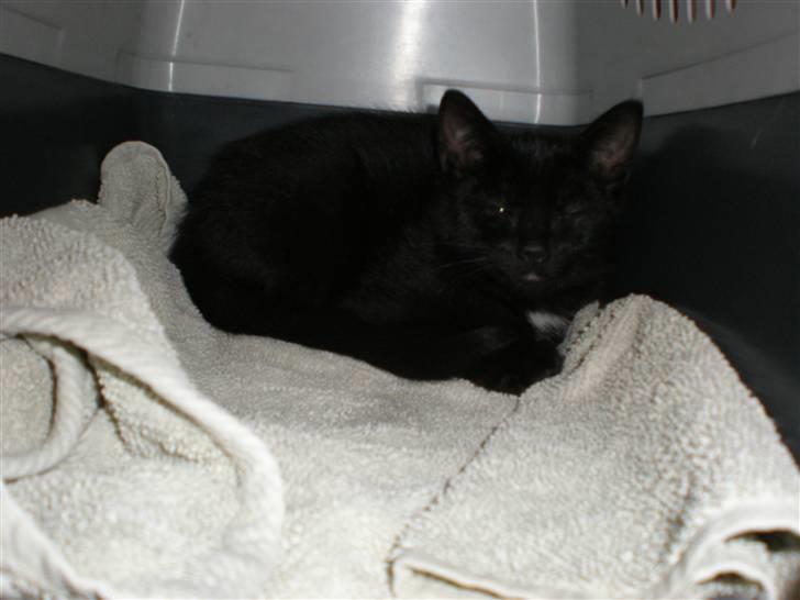 Blanding af racer Sprit billede 1