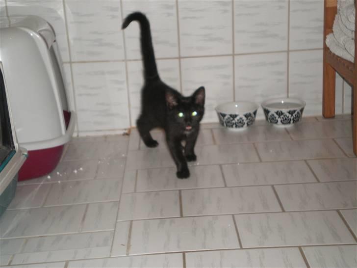 Blanding af racer Sprit billede 2