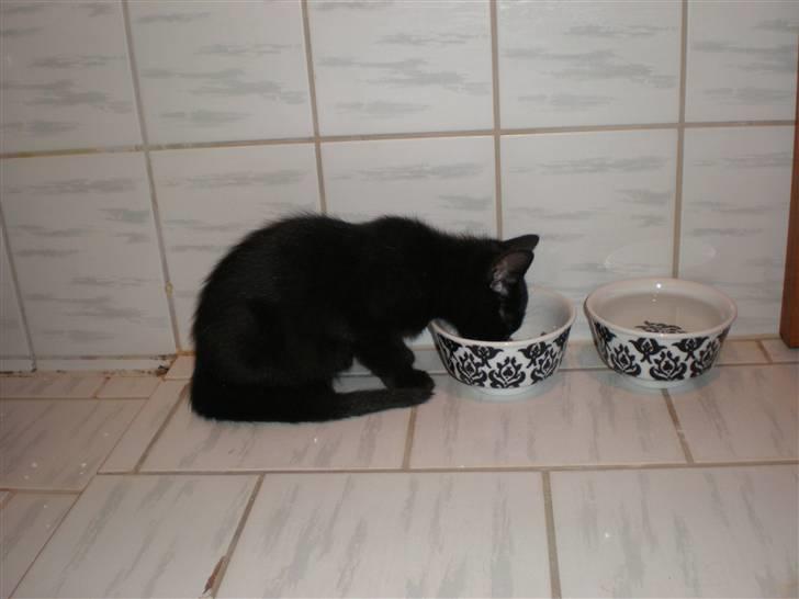 Blanding af racer Sprit billede 3