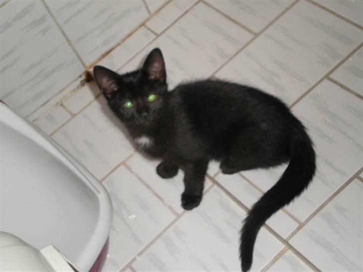 Blanding af racer Sprit billede 4