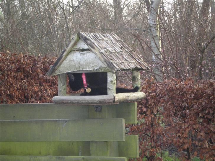 Blanding af racer Sprit billede 5