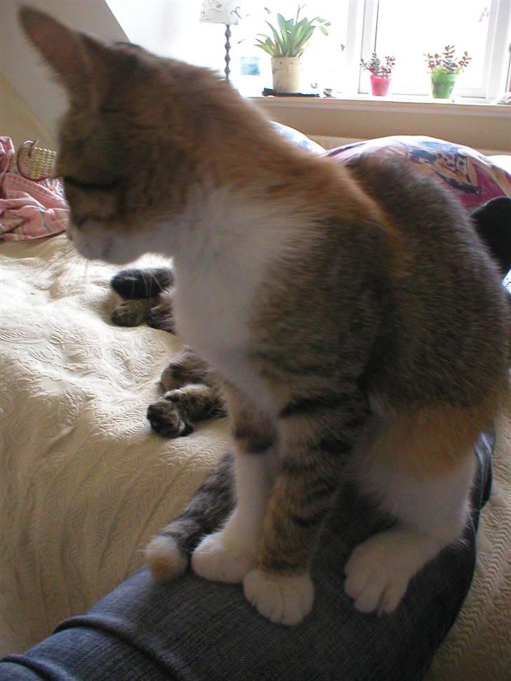 Blanding af racer Fanta billede 1