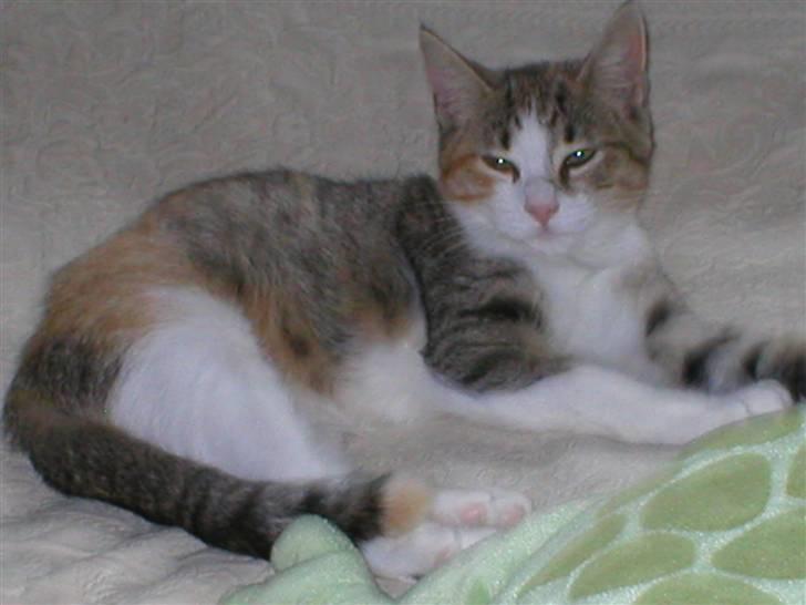 Blanding af racer Fanta billede 2