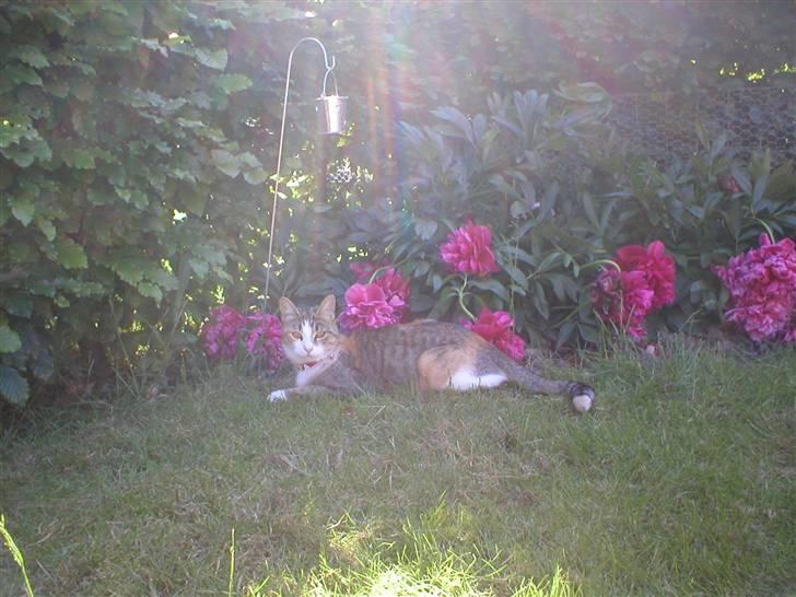 Blanding af racer Fanta billede 3