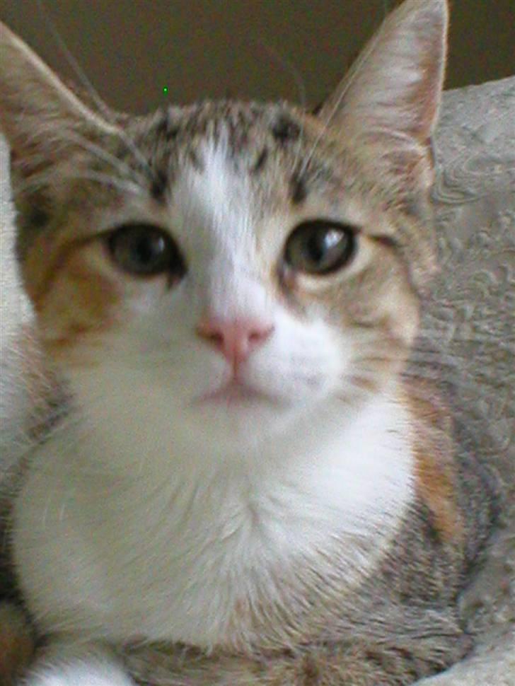 Blanding af racer Fanta billede 4