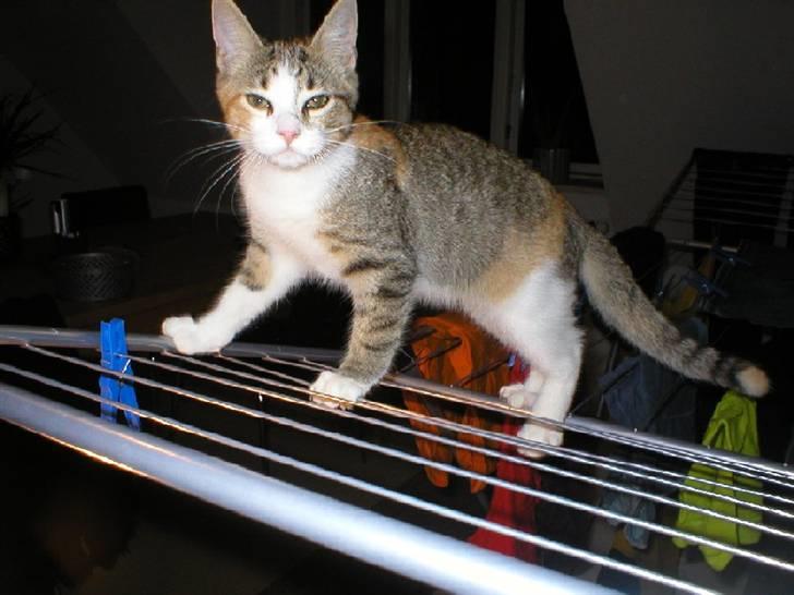 Blanding af racer Fanta billede 5