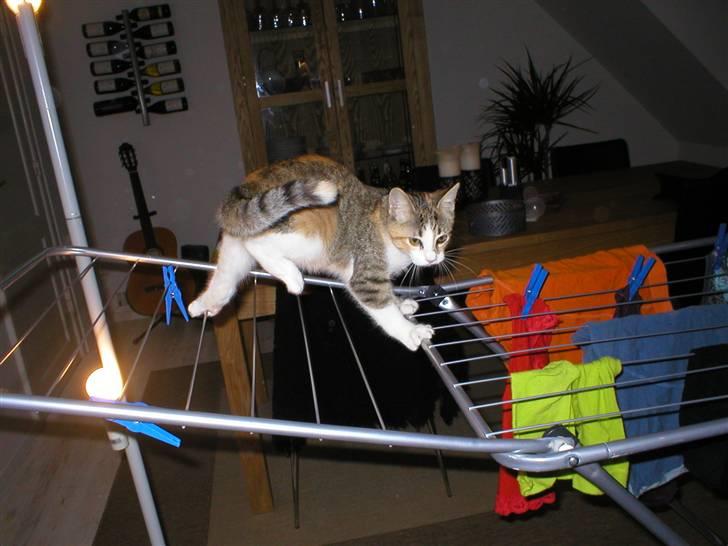 Blanding af racer Fanta billede 6