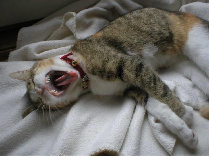 Blanding af racer Fanta billede 7