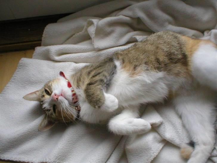 Blanding af racer Fanta billede 8