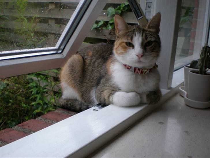 Blanding af racer Fanta billede 9