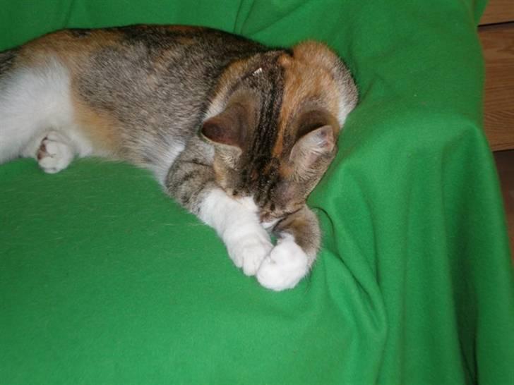 Blanding af racer Fanta billede 10