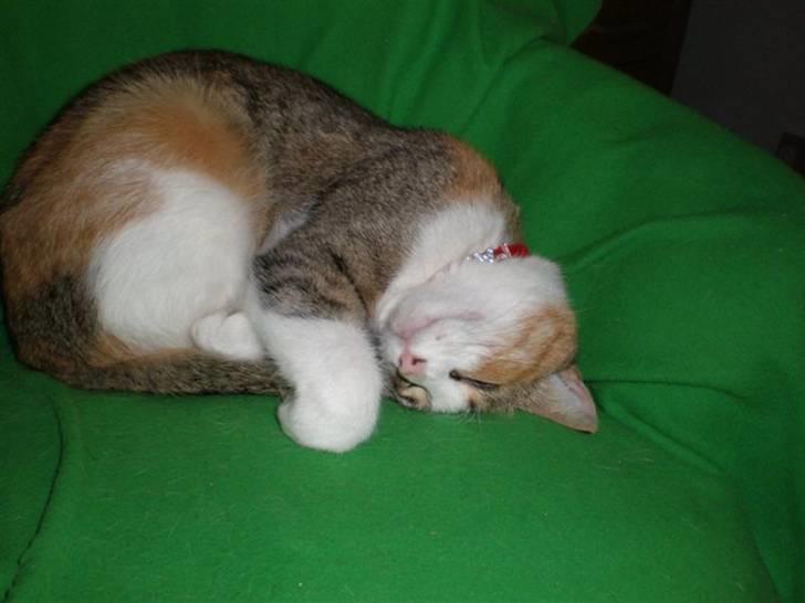 Blanding af racer Fanta billede 11