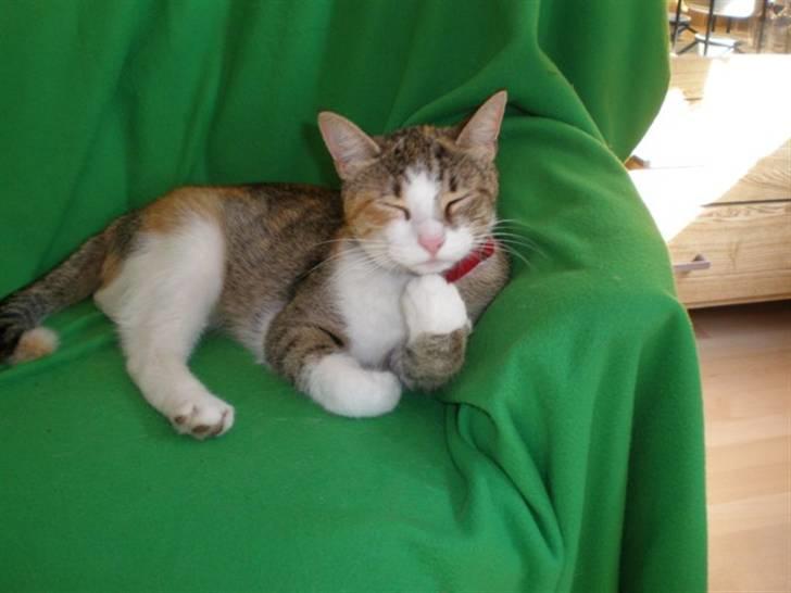 Blanding af racer Fanta billede 12