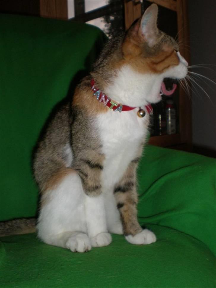 Blanding af racer Fanta billede 13