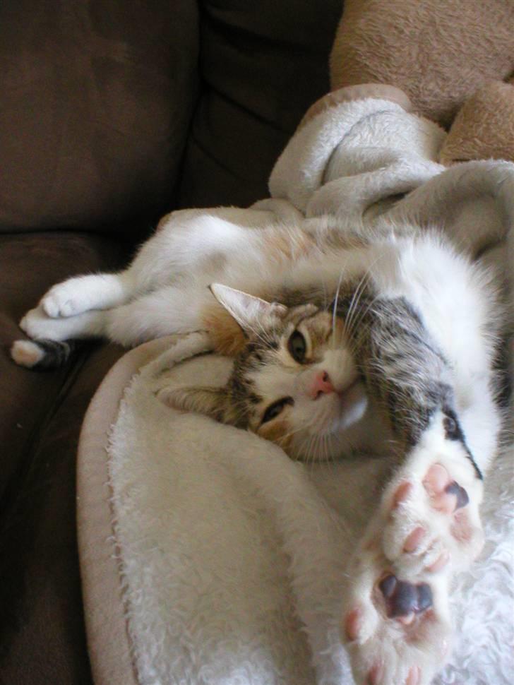 Blanding af racer Fanta billede 14