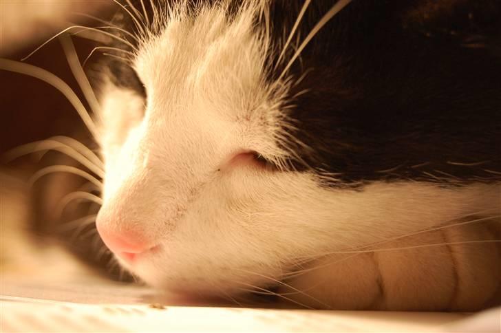 Huskat Sir. Montgomery - Velkommen til montys profil .o0O~Monty~O0o.  billede 1