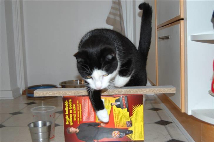 Huskat Sir. Montgomery - Her springes :) billede 2