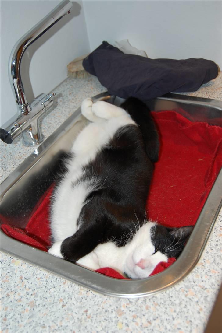 Huskat Sir. Montgomery - Ja, han ligger som sagt over alt !!! .o0O~Monty~O0o.  billede 3