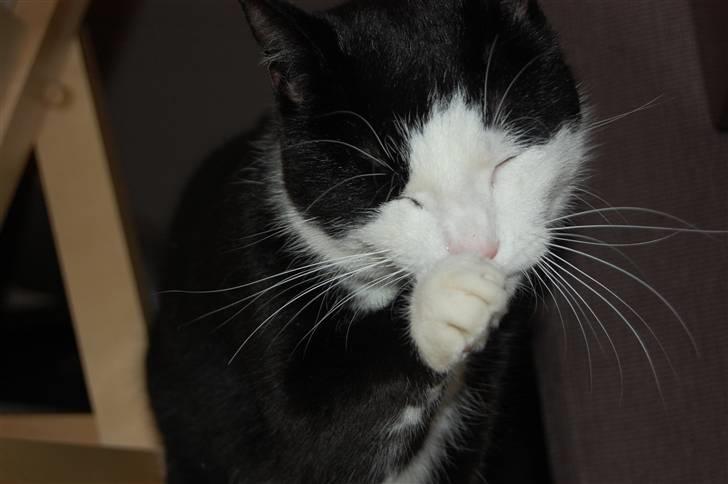 Huskat Sir. Montgomery - Og han vasker sig ! ;P billede 4