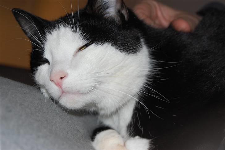 Huskat Sir. Montgomery - Den fedte-Røv ! @:  billede 5