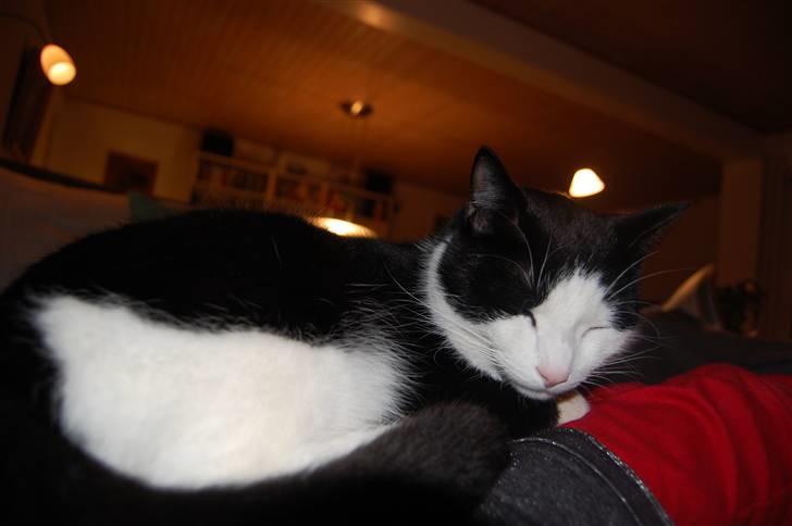 Huskat Sir. Montgomery - Her zZzZzZzZzZzZzZzZzZzZ-norkezZzZzZzZzz :) (snorkes) billede 6