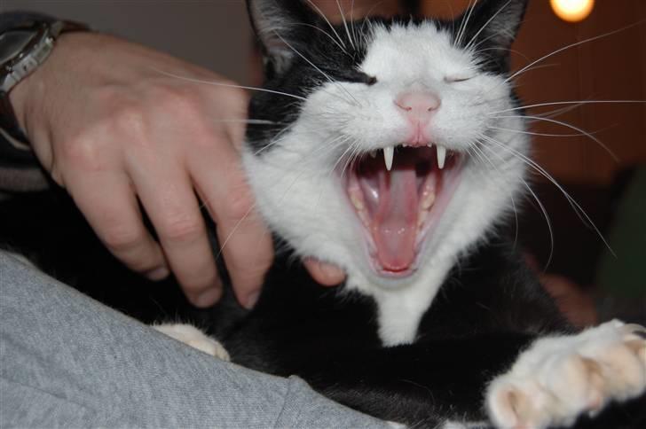 Huskat Sir. Montgomery - GAAAAAAAAAAAAAAAAAAAAAAAAAAAAAAAAAAAAAAAAAAAAAAAB ! <333 billede 8