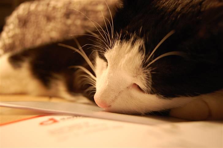 Huskat Sir. Montgomery - zZzZzZzZ ..... ;) billede 9