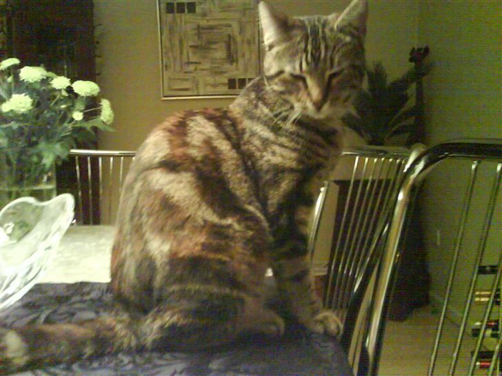 Huskat Ticca - Sød og uskyldig, ja skynd dig nu at tage det billede ;o) billede 1