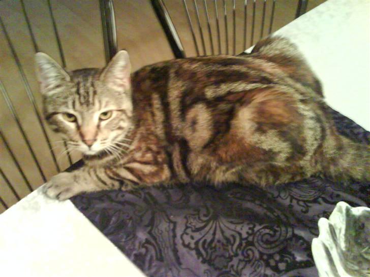 Huskat Ticca - Nu igen, hvorfor alle de billeder ????? billede 3