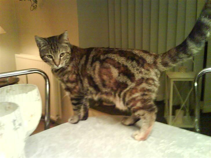 Huskat Ticca - Nej nu må du altså stoppe, jeg er den der er smuttet..................... billede 4