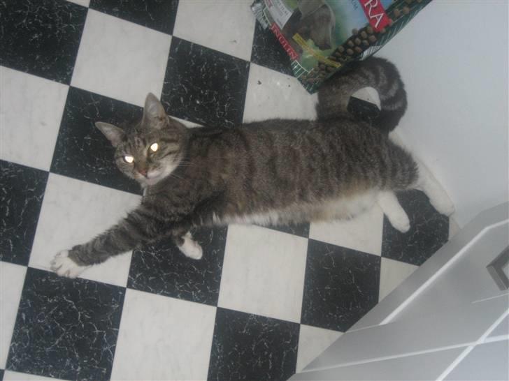 Huskat Mille  billede 3