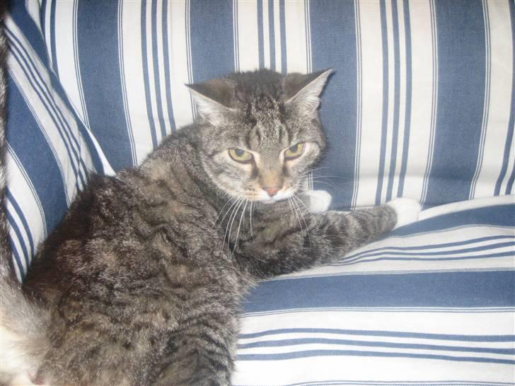 Huskat Mille  billede 4