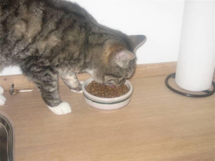 Huskat Mille  - Mille der spiser xD billede 6
