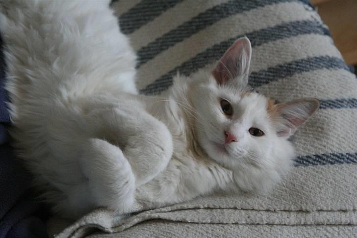 Norsk Skovkat Abi - Abi ca. 5½ mdr. billede 6