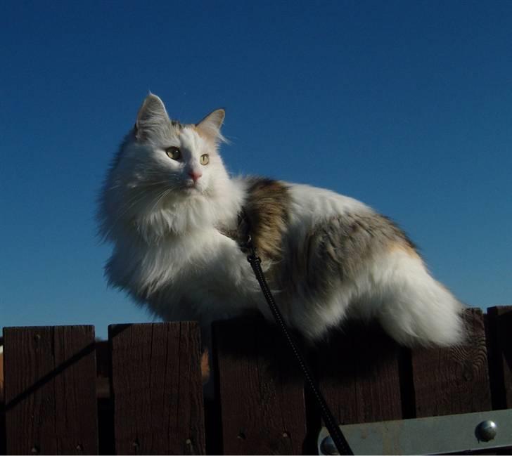 Norsk Skovkat Abi - Abi ca. 2 år billede 7