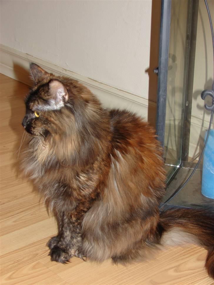Maine Coon Misty billede 8