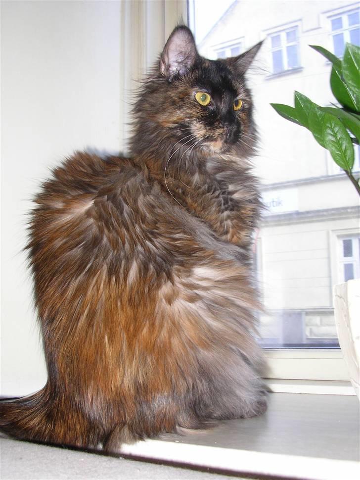 Maine Coon Misty billede 9
