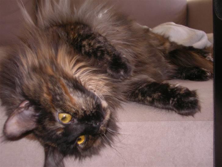 Maine Coon Misty billede 10