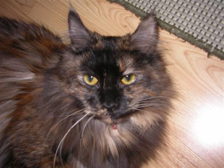 Maine Coon Misty billede 11