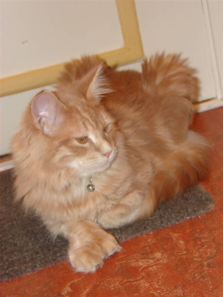 Maine Coon Basse (Joe) billede 7